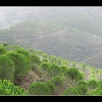 Die "grüne Hölle" der Serra de Monchique