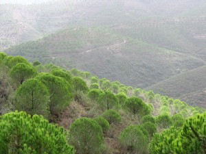 Pinien - Die grüne Hölle des Monchique 