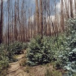Verbrannte Eukalyptusbäume