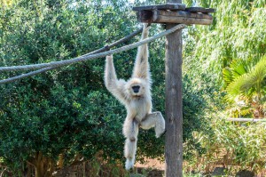 Gibbon im Zoo Lagos